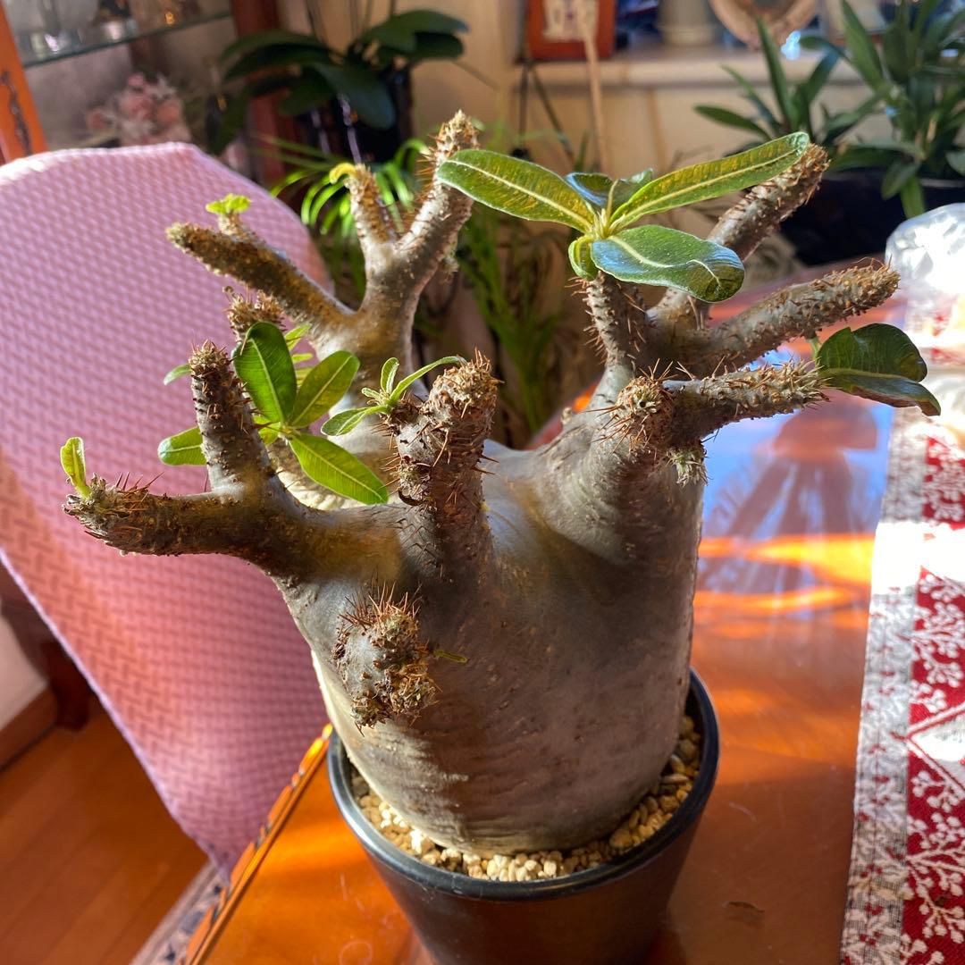 グラキリス 大 重量級 現地球