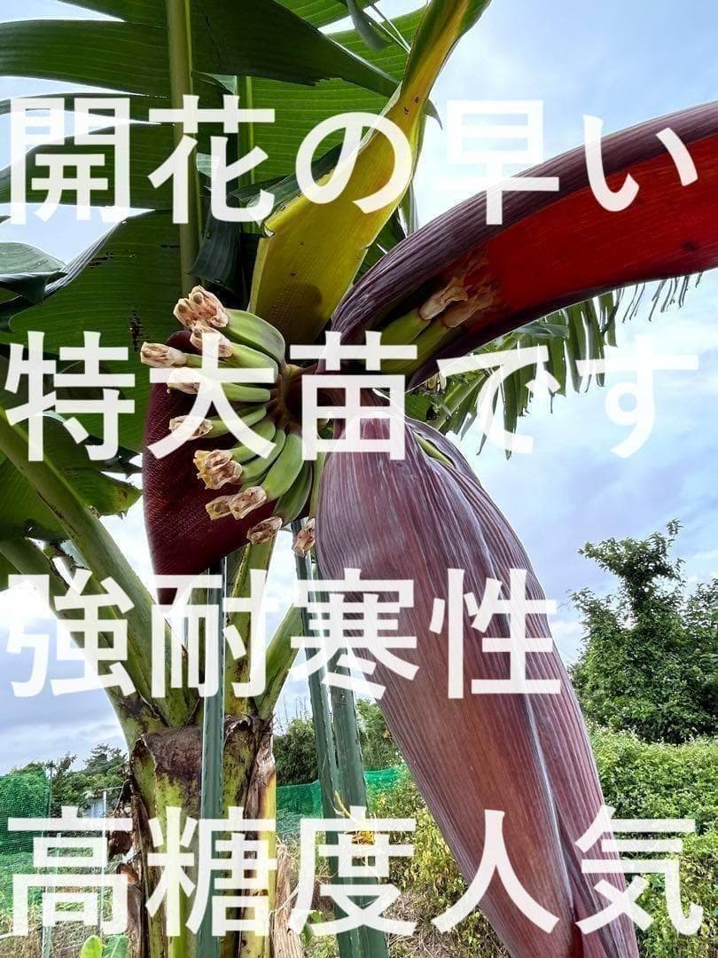 処分◆180㎝巨大苗◆ドワーフ・ゴールドバナナ◆濃厚芳醇で木熟OK、低木、耐寒強