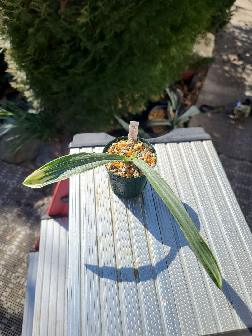 鶴裳の虎②　万年青