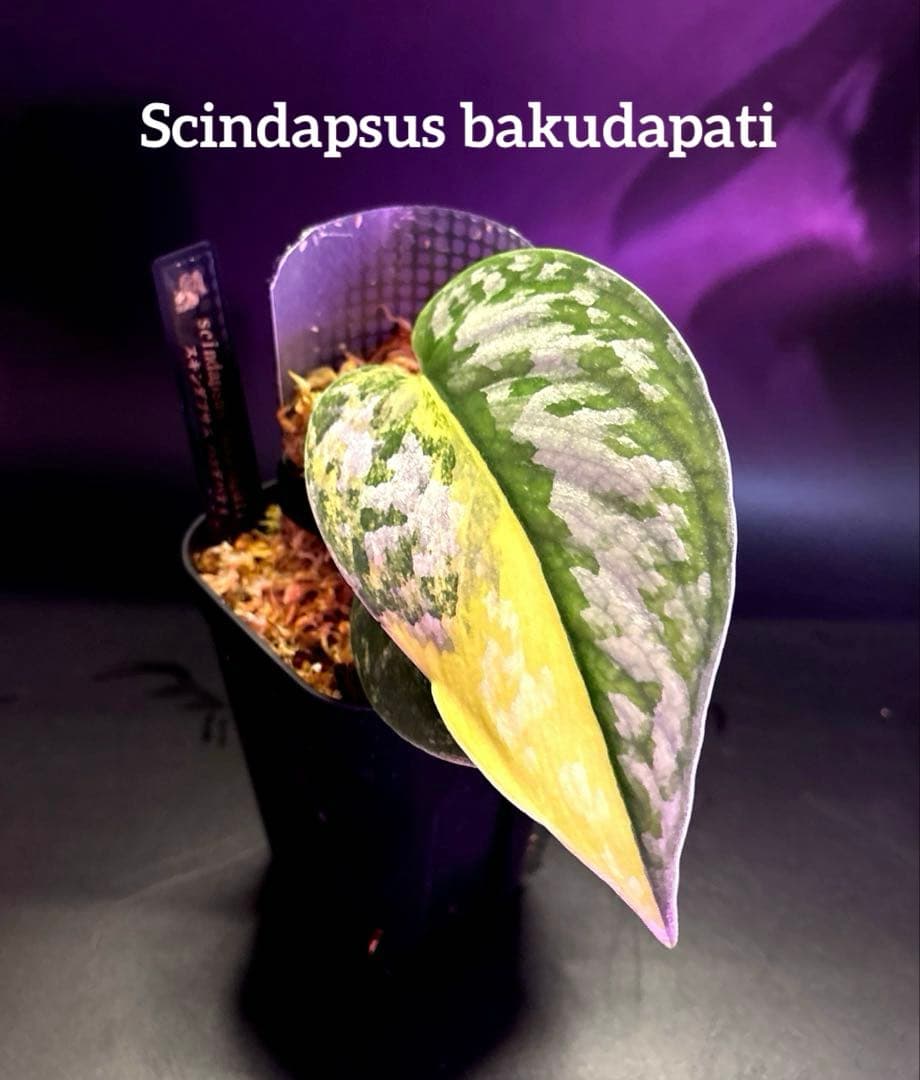 スキンダプサス　綺麗な斑入り　セット C2