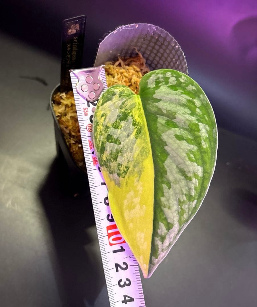 スキンダプサス　綺麗な斑入り　セット C2
