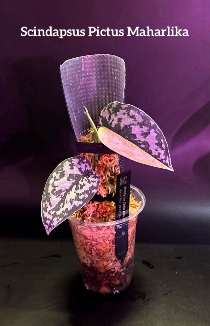 スキンダプサス　綺麗な斑入り　セット C2