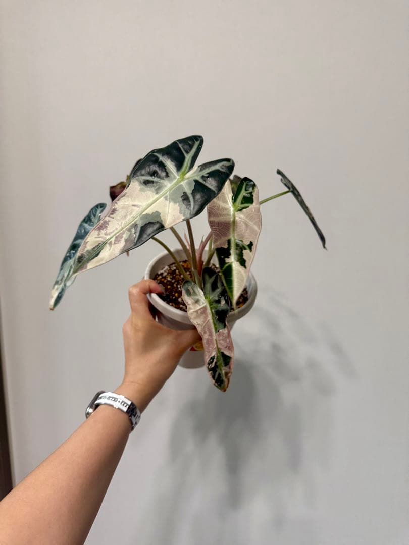 確認用アロカシア　ピンク斑入alocasia longiloba miq var