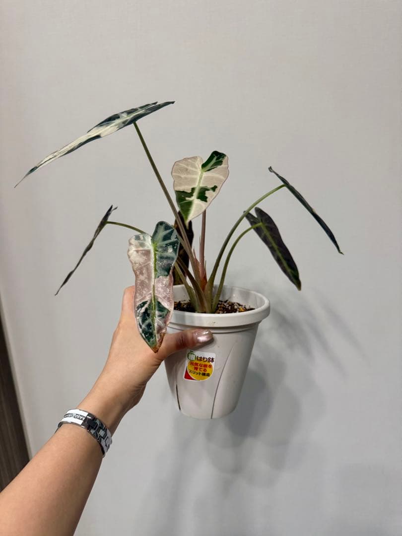 確認用アロカシア　ピンク斑入alocasia longiloba miq var