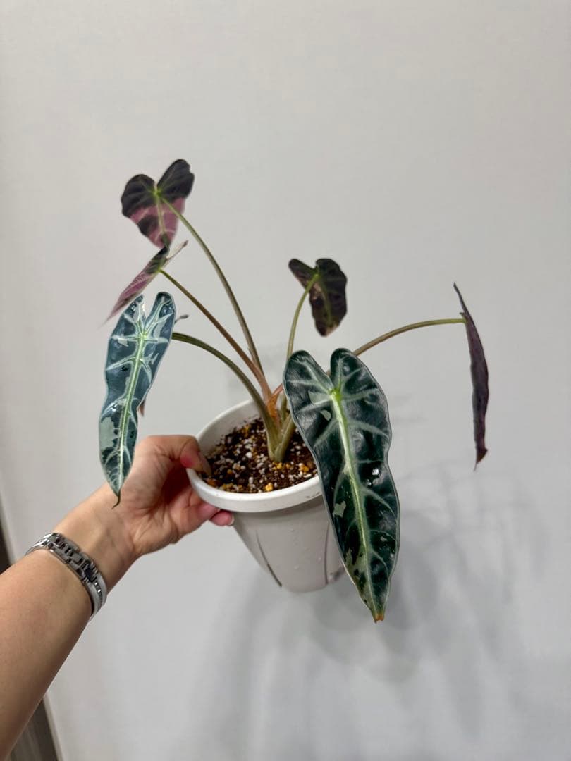確認用アロカシア　ピンク斑入alocasia longiloba miq var