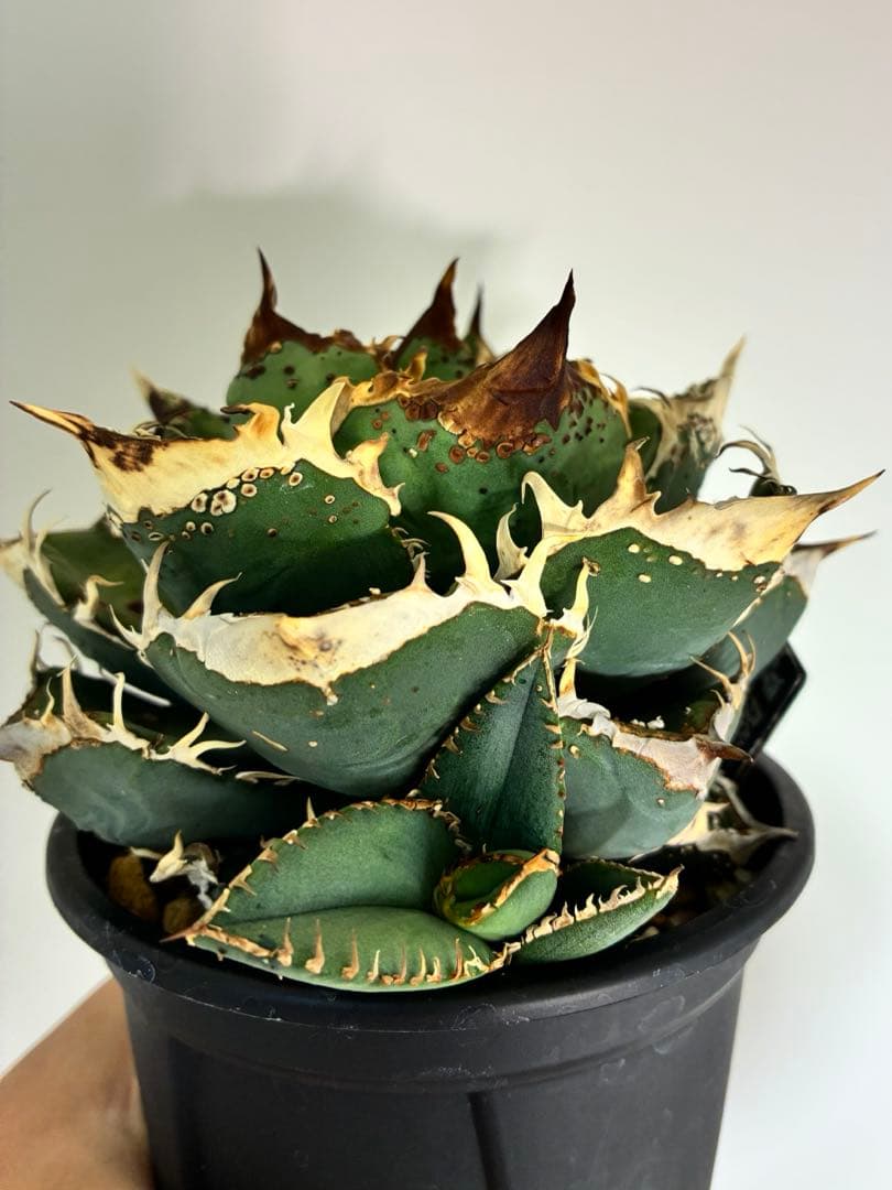 Agave titonota アガベチタノタ　冰雹LIZE血統　子株