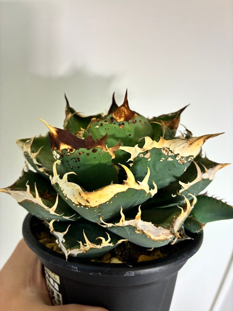 Agave titonota アガベチタノタ　冰雹LIZE血統　子株