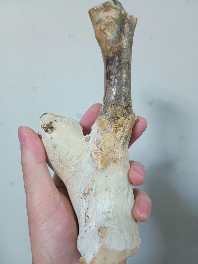 深海松　海松珊瑚　レインボーコーラル　天然素材　原木　約554g程度