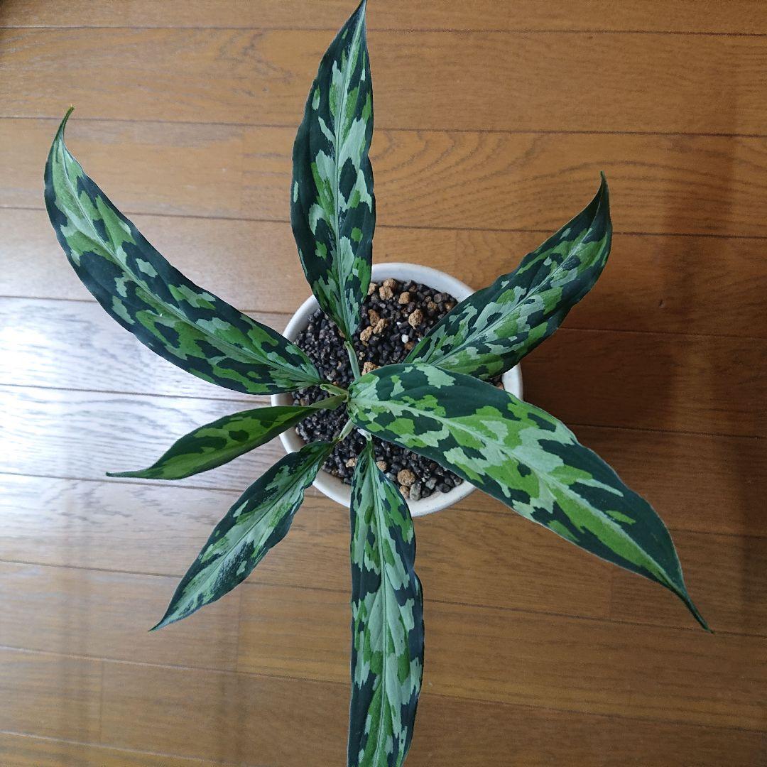 観葉植物 アグラオネマ　エウレカ　細葉