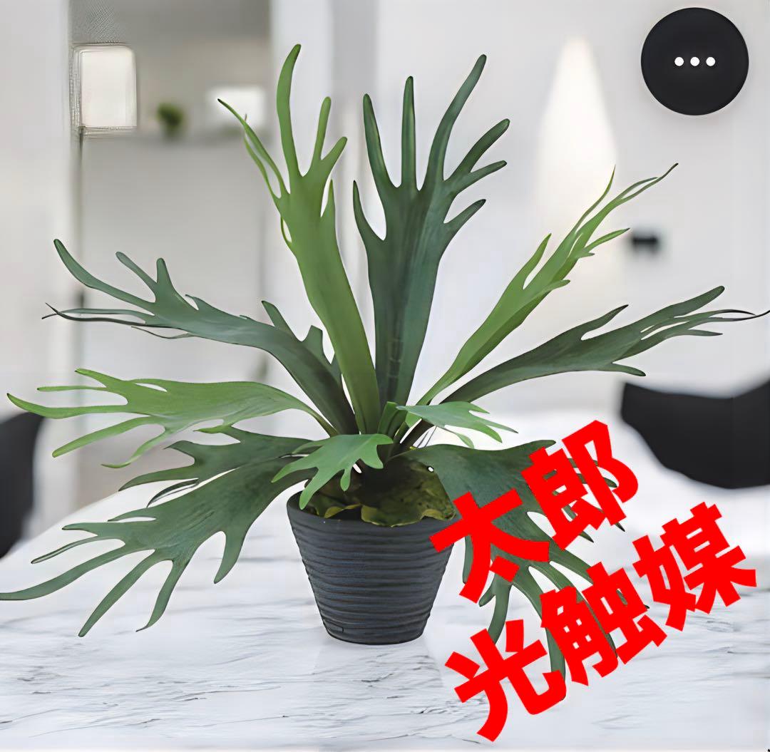 光触媒　人工観葉植物　ウォールグリーン　フェイクグリーン　コウモリラン6060