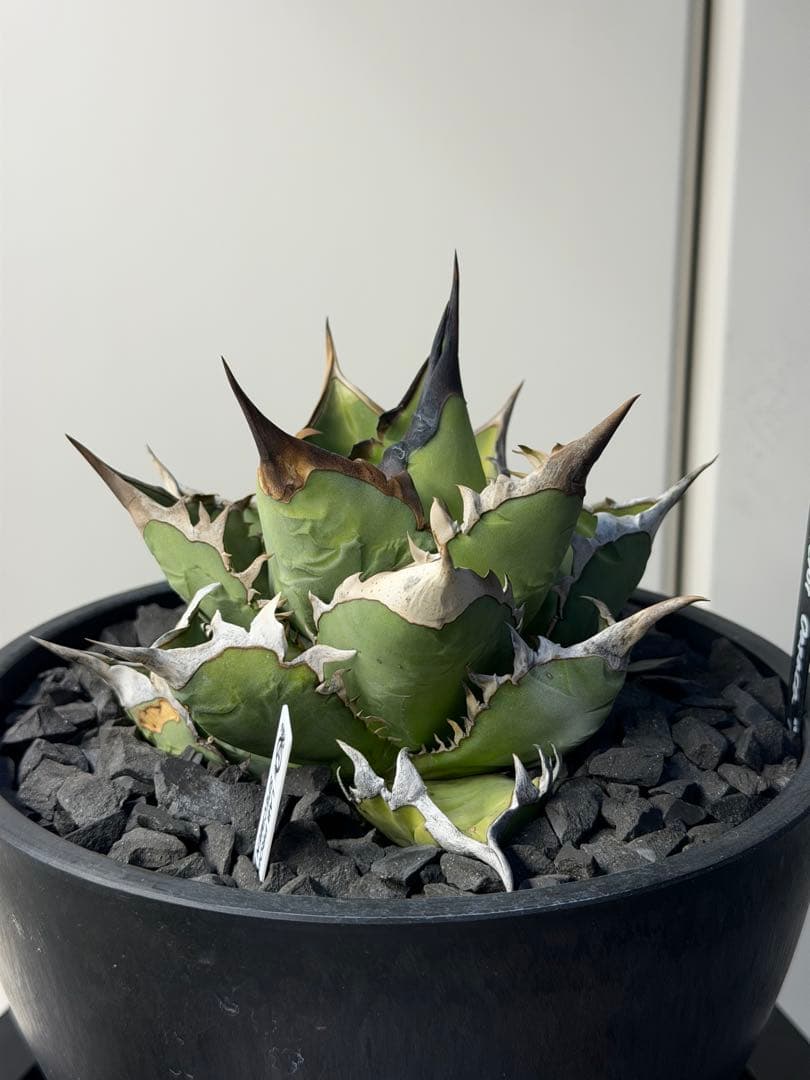 ［親株出品］アガベ　オアハカ　オテロイ