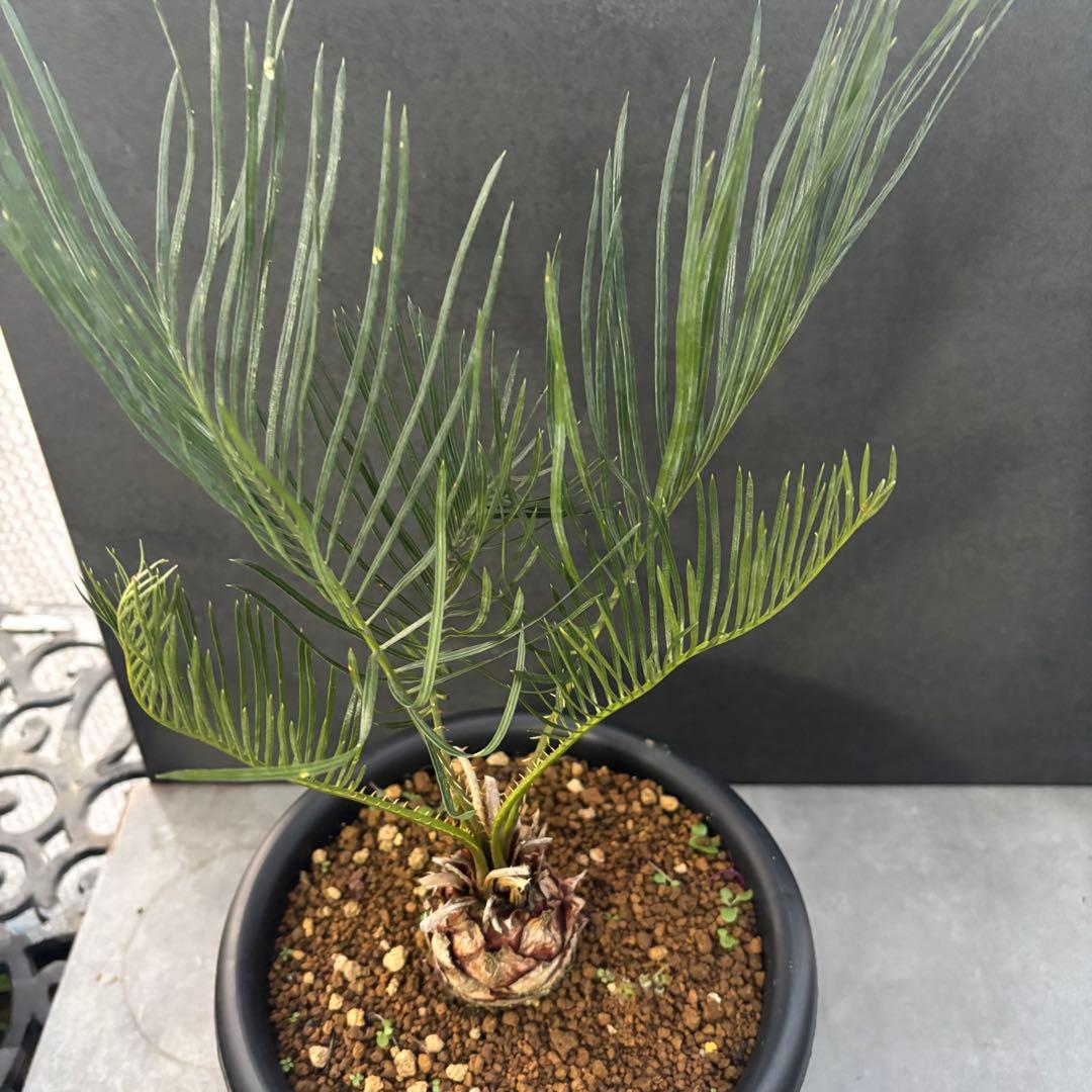 ⑤サイカス・カイルンシアナ Cycas cairnsiana