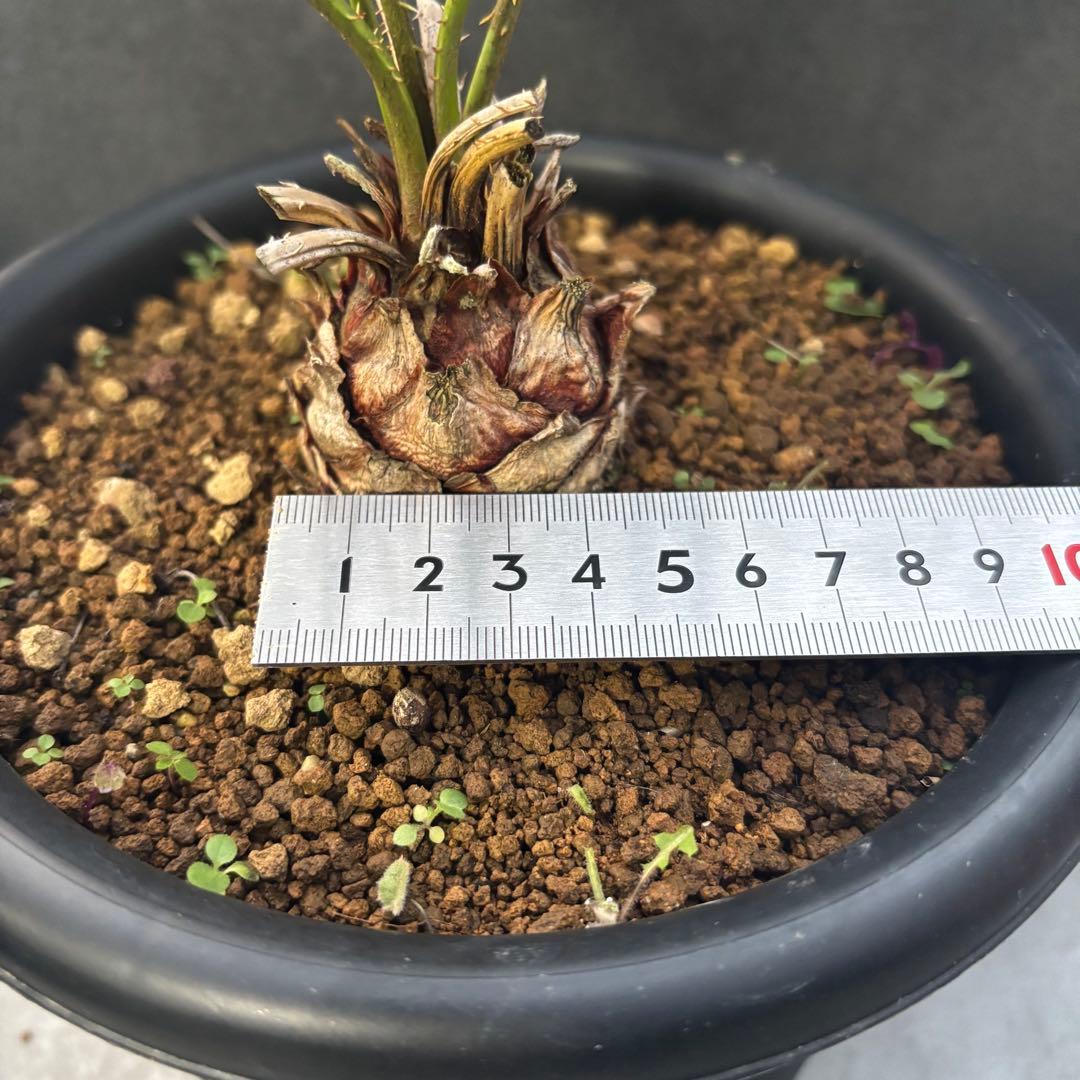 ⑤サイカス・カイルンシアナ Cycas cairnsiana