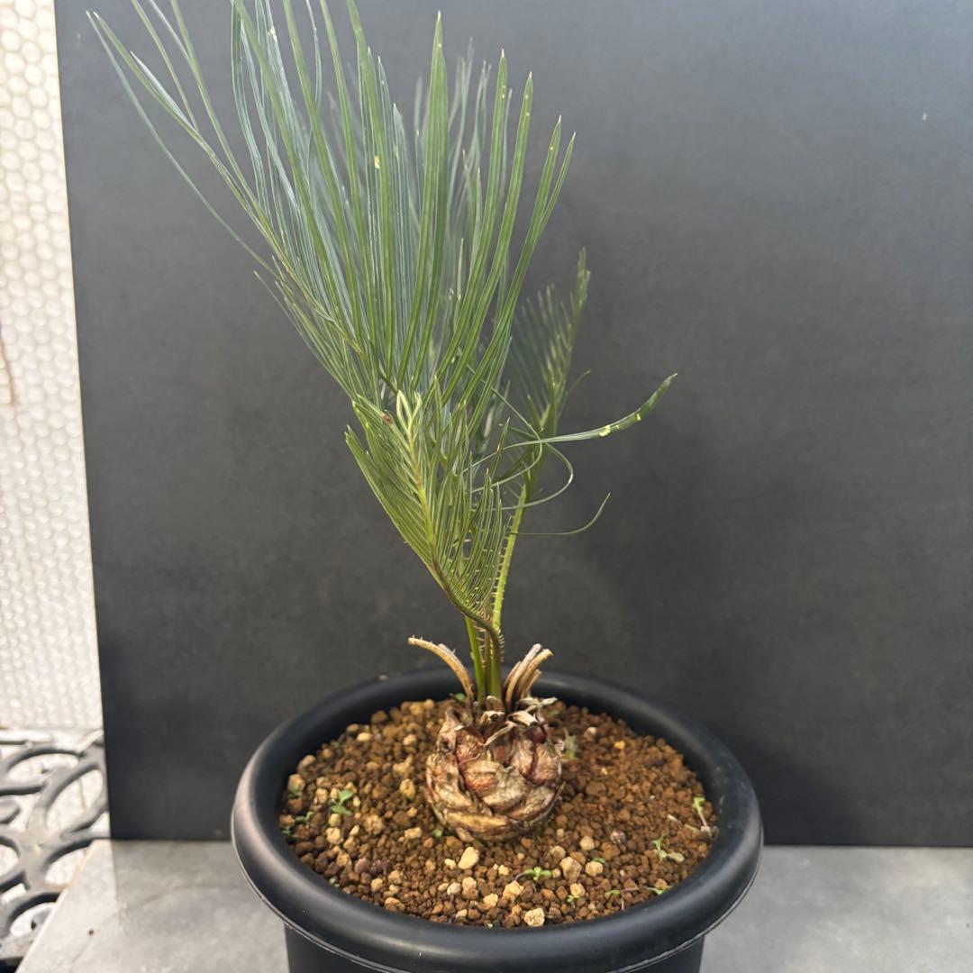 ⑤サイカス・カイルンシアナ Cycas cairnsiana