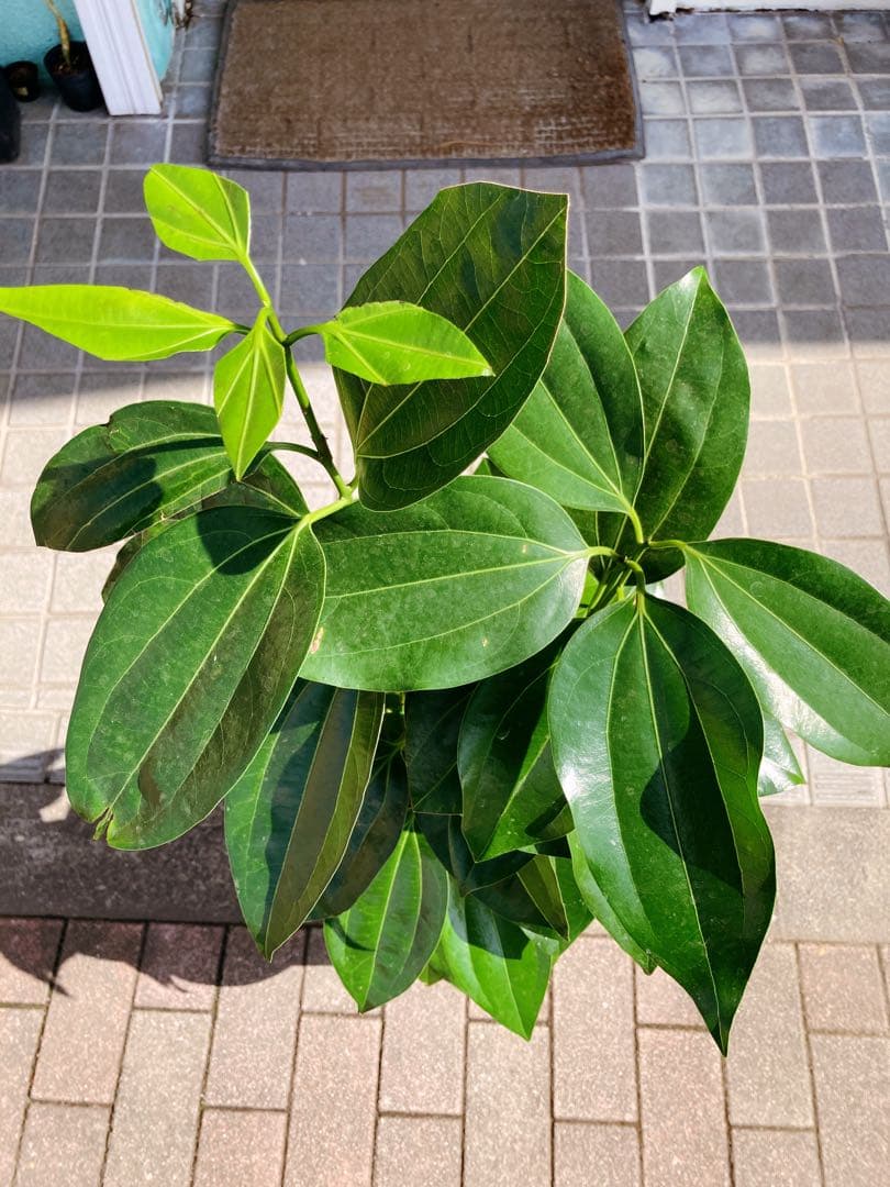 Yu様確認用　シナモンの木