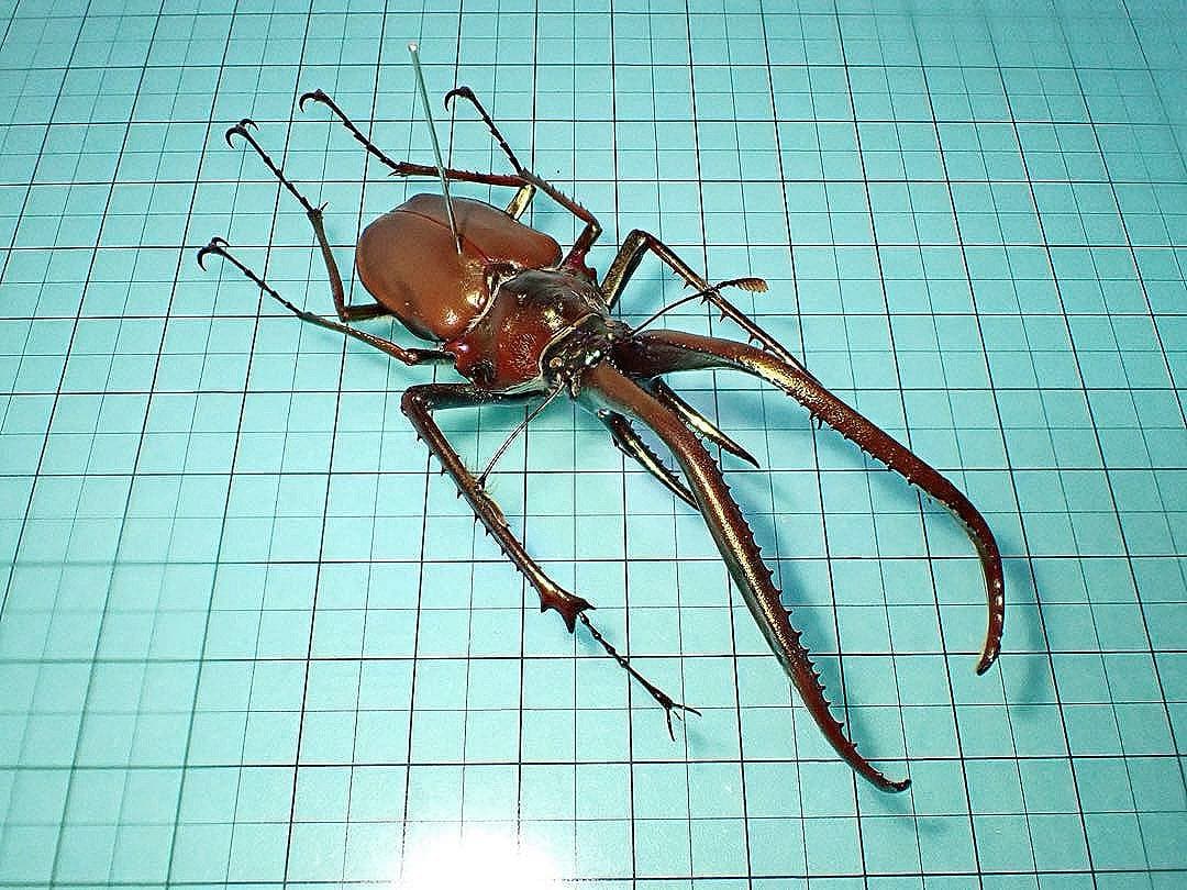 【標本】コガシラクワガタ　ペア　78.8ミリ　41.7ミリ　チリ産　野外品