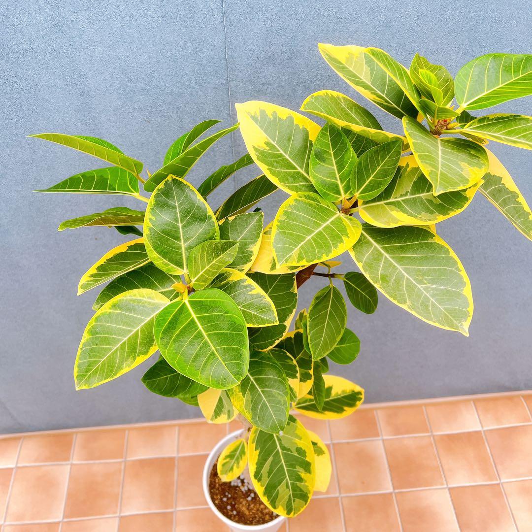 現品　フィカス　ゴムの木　アルテシマ　曲がり　6番　観葉植物　インテリアグリーン