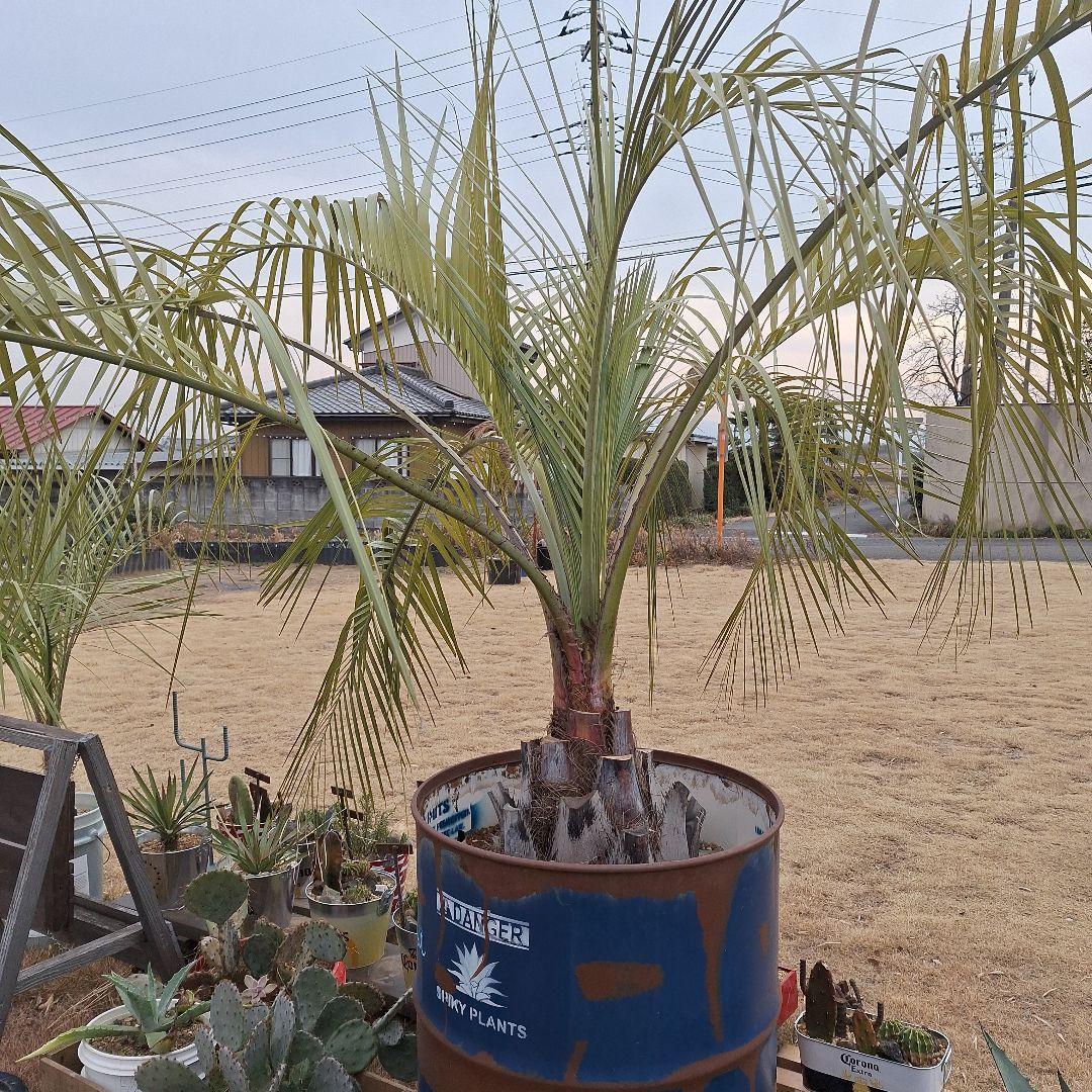 ⭕引き取り限定⭕ココスヤシ⭕ドライガーデン⭕カリフォルニアガーデン⭕