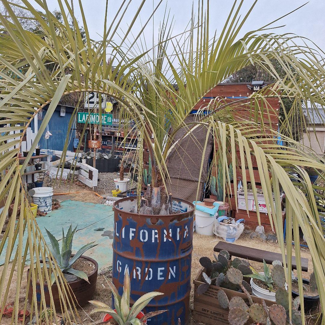 ⭕引き取り限定⭕ココスヤシ⭕ドライガーデン⭕カリフォルニアガーデン⭕