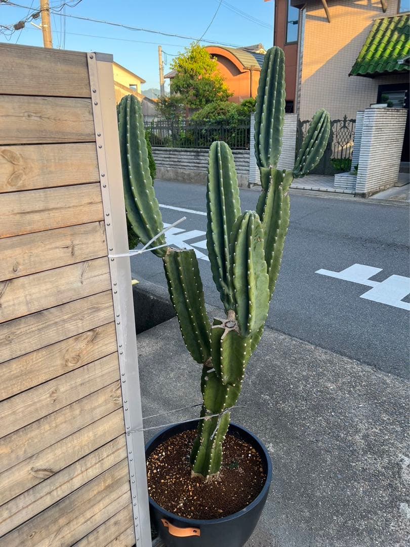 柱サボテン　ブランチ　切り込み仕立て