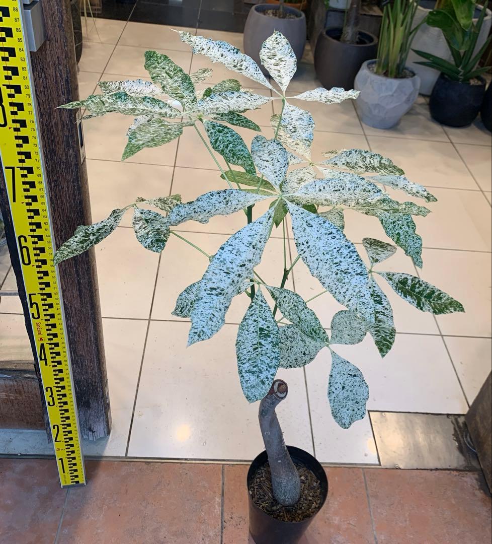 パキラ ミルキーウェイ 5号 3