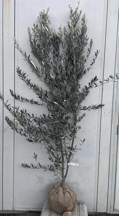 《現品》オリーブの木　シプレシーノ 樹高2.0ｍ（根鉢含まず）192【苗木/庭木