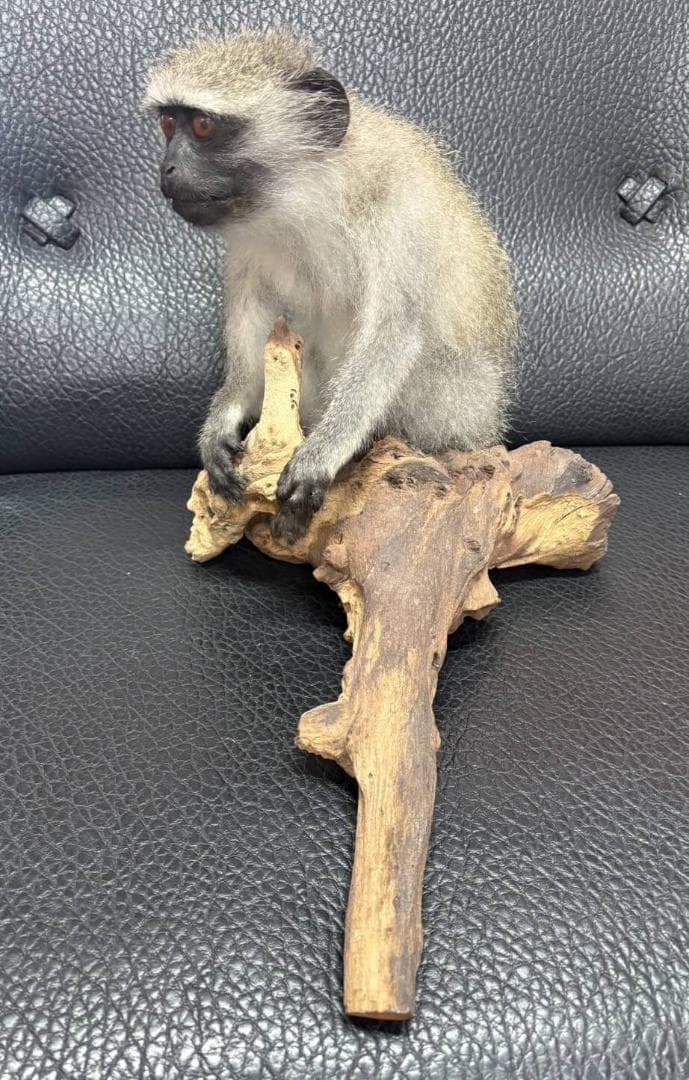 高品質　ベルベットモンキー 全身剥製 ★ B