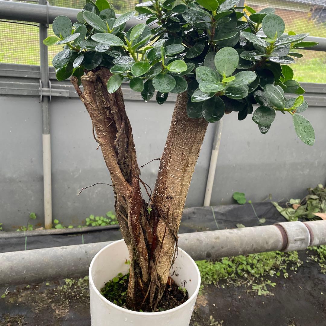 パンダガジュマル　コパンダ　接木　７号サイズ