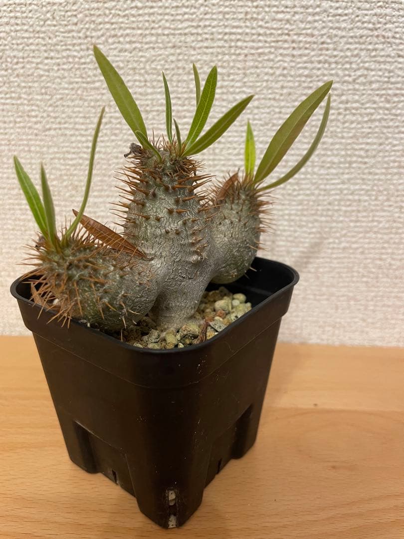 パキポディウム グラキリス　実生