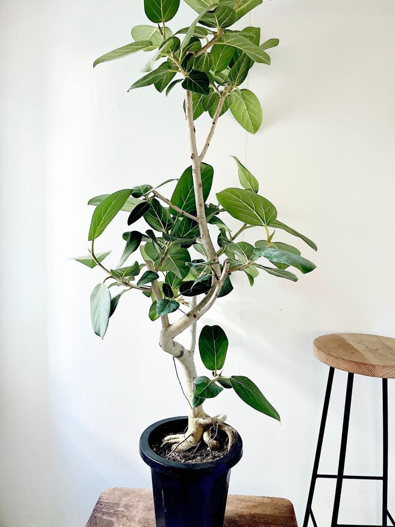 幹太 曲がり フィカス ベンガレンシス 観葉植物 大型 室内