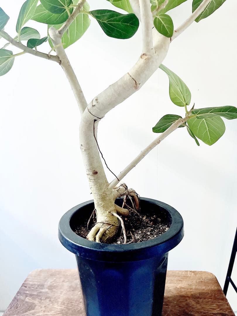 幹太 曲がり フィカス ベンガレンシス 観葉植物 大型 室内