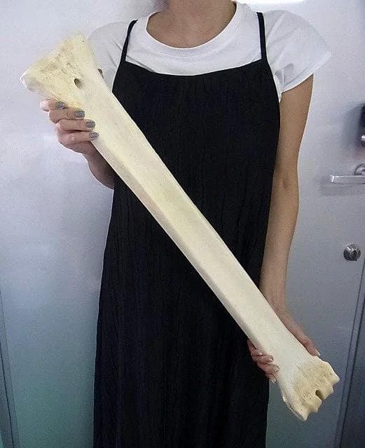 キリン ★ South African Giraffe レッグボーン