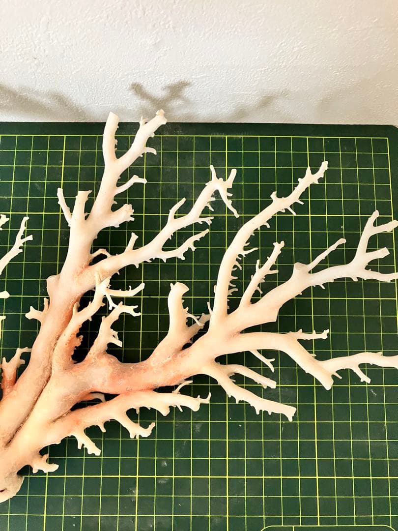 珊瑚　原木　置物　桃色珊瑚　白珊瑚