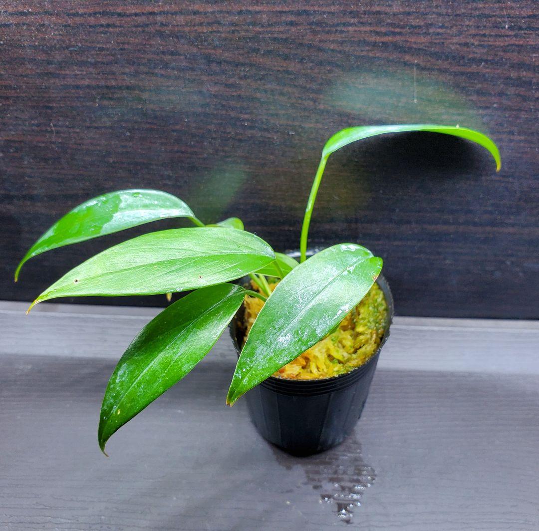 ホマロメナ sp. リンガ カミハタ便 リンガ産 Homalomena 熱帯植物