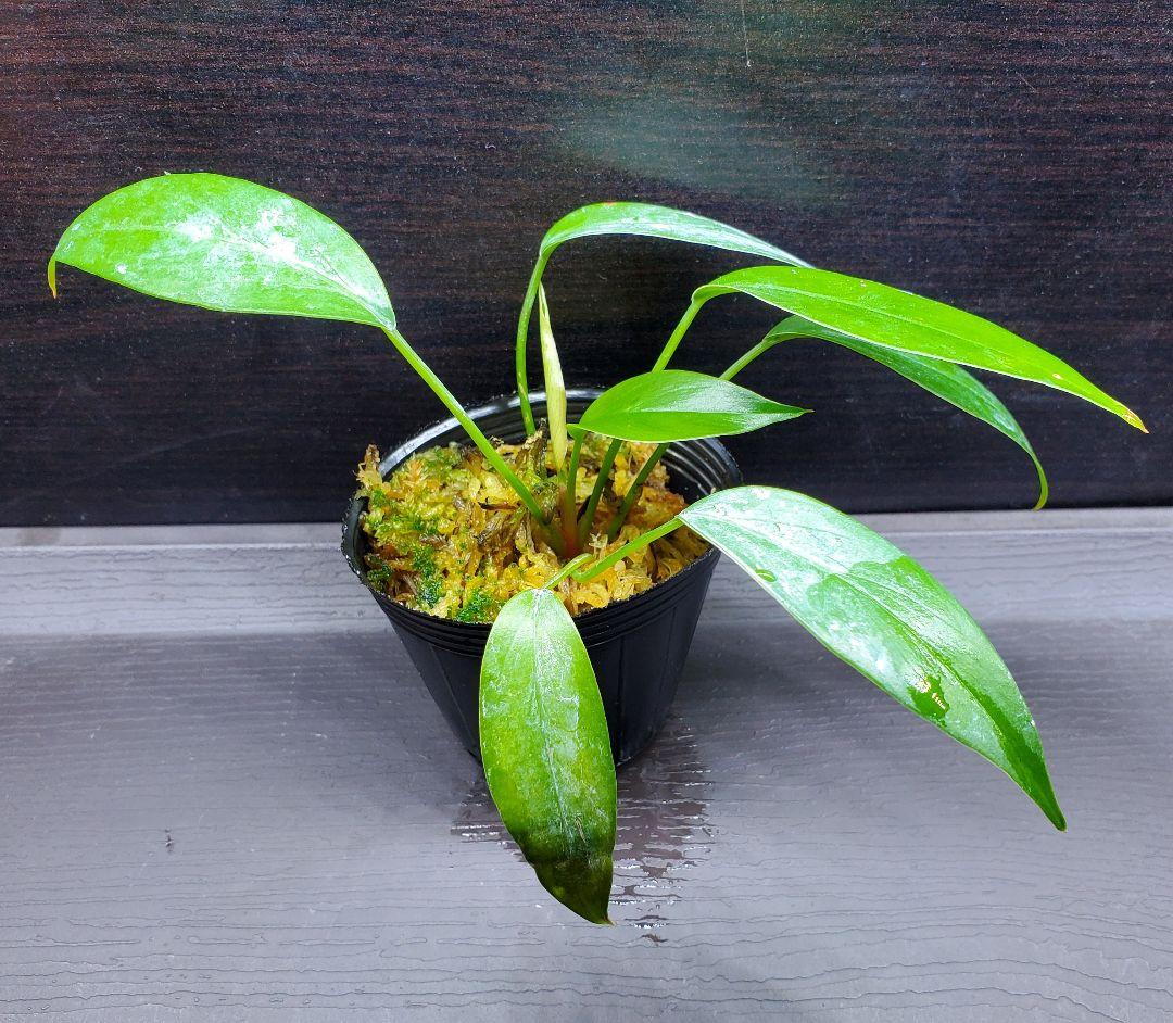 ホマロメナ sp. リンガ カミハタ便 リンガ産 Homalomena 熱帯植物
