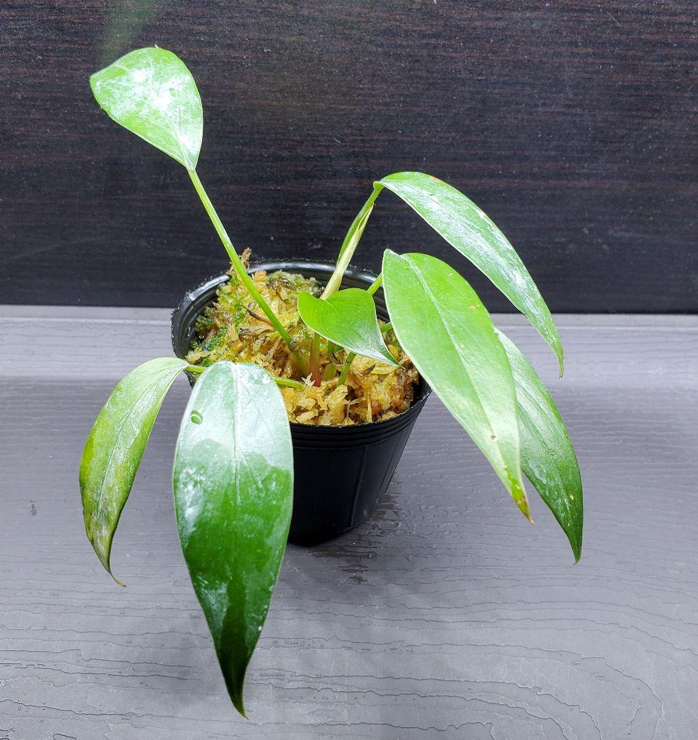 ホマロメナ sp. リンガ カミハタ便 リンガ産 Homalomena 熱帯植物