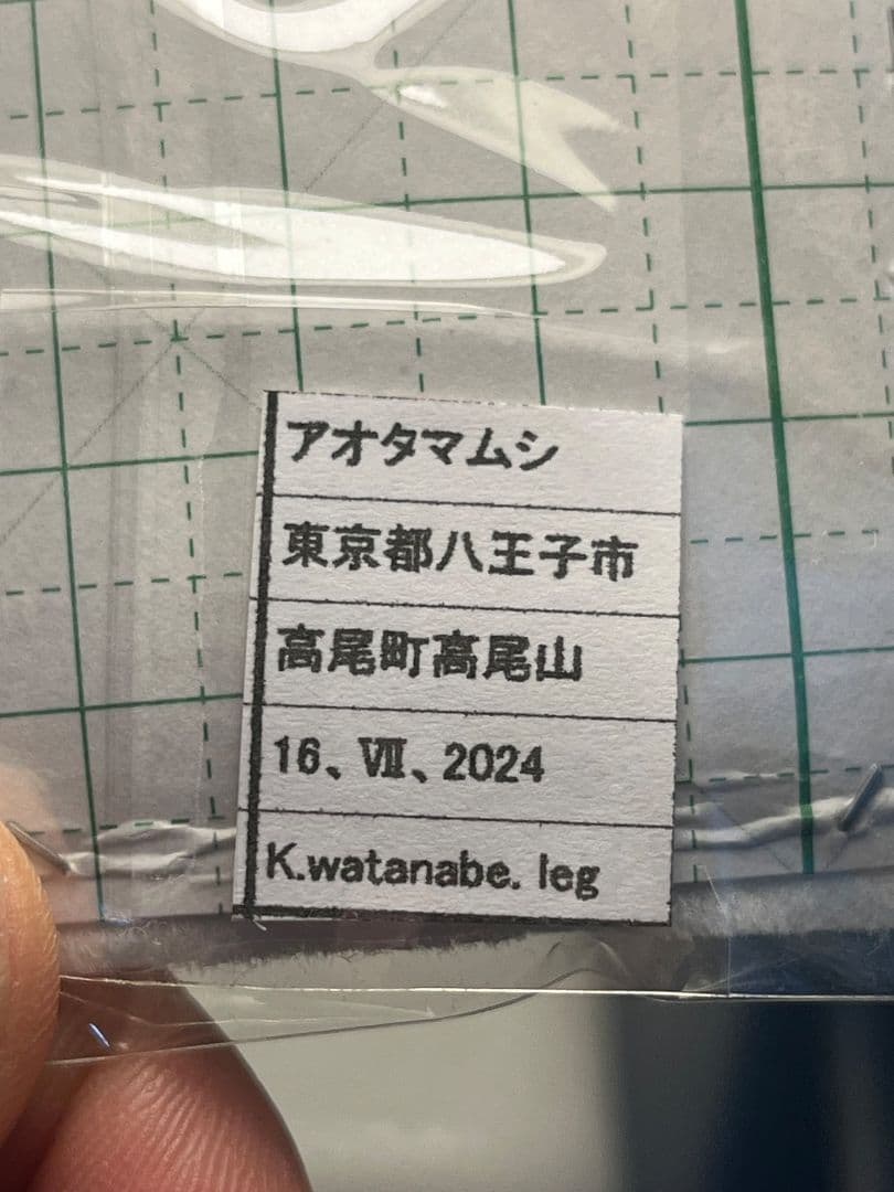 【国産青玉虫最高峰】アオタマムシ 昆虫標本 コブハムシ ハムシ スハンダエ