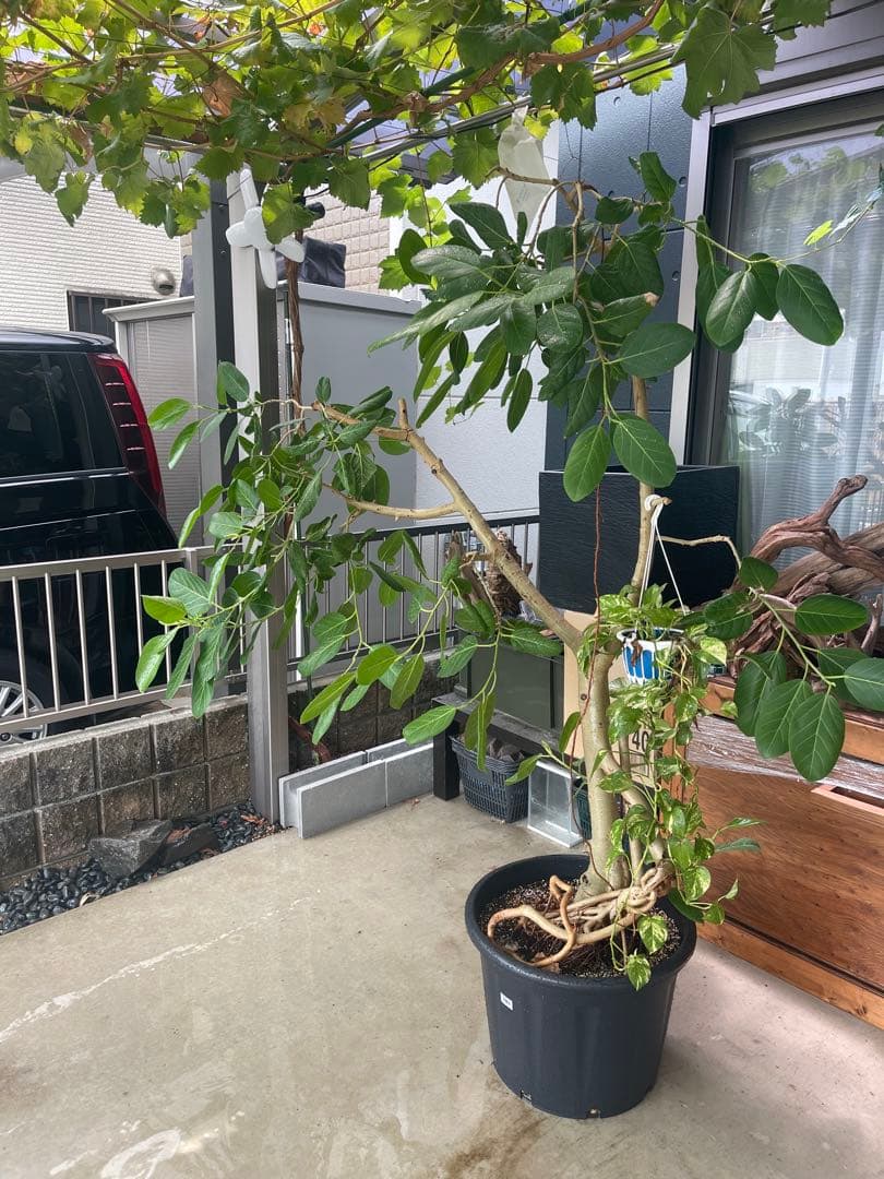 フィカス 観葉植物 大きい 黒鉢