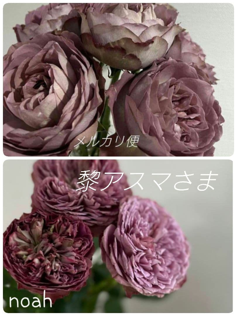 ❀黎アスマさま❀　バラ　苗