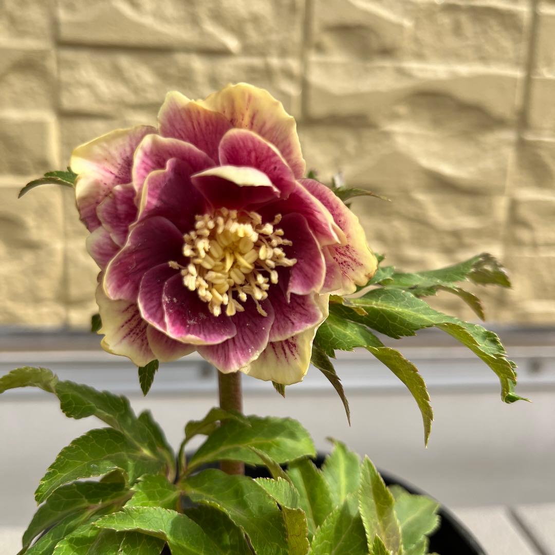 mamoさま　ご予約品　2点