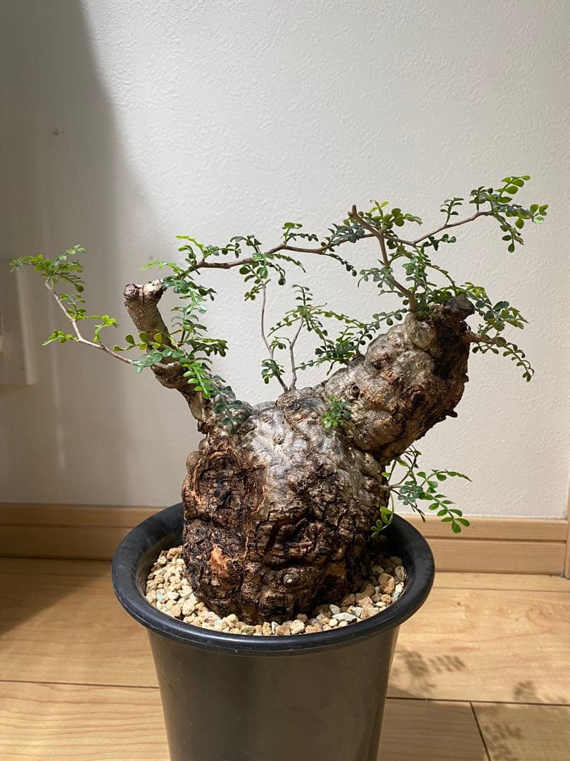 オペルクリカリアパキプス