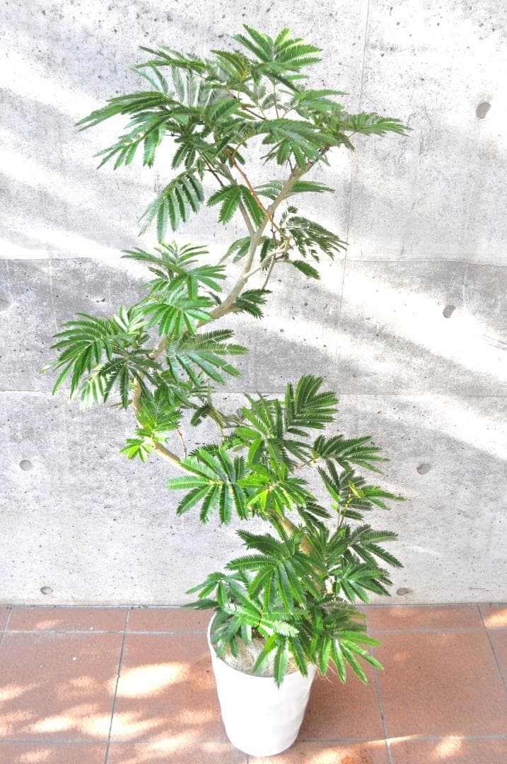 エバーフレッシュ ８号 S-shaped tree form140cm