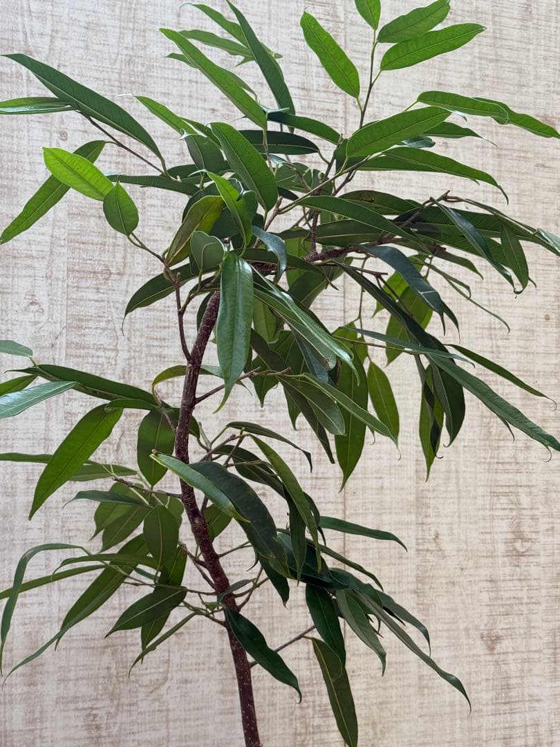 ☆フィカス アムステルダムキング♪ 曲がり仕立て 112cm♪