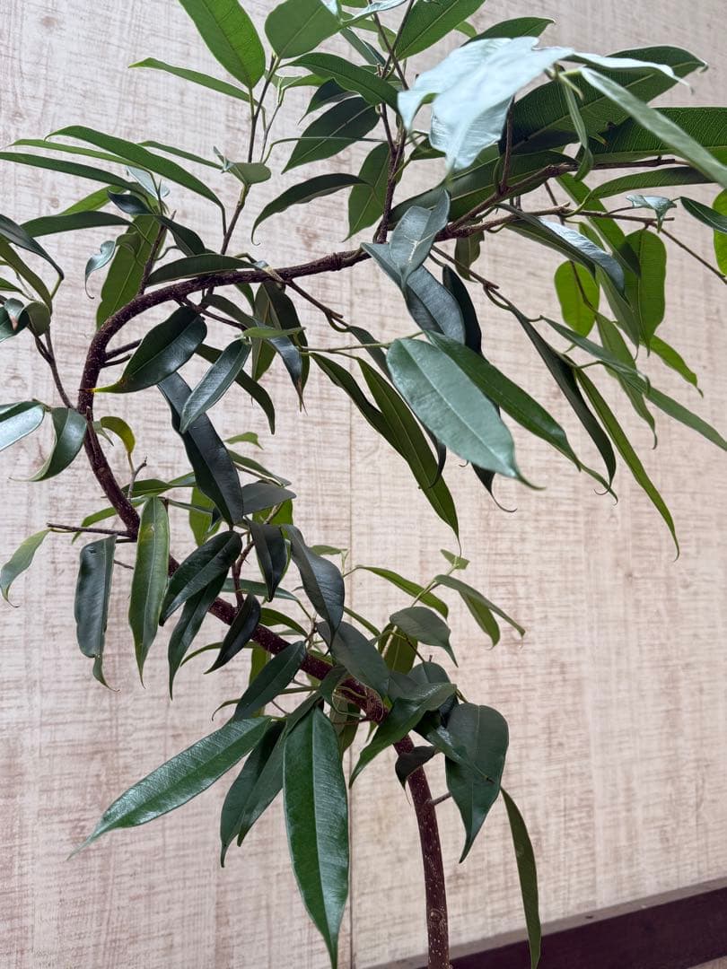 ☆フィカス アムステルダムキング♪ 曲がり仕立て 112cm♪