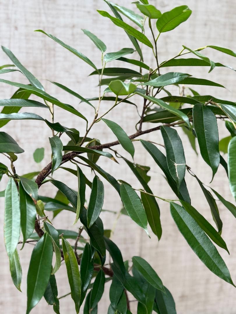 ☆フィカス アムステルダムキング♪ 曲がり仕立て 112cm♪