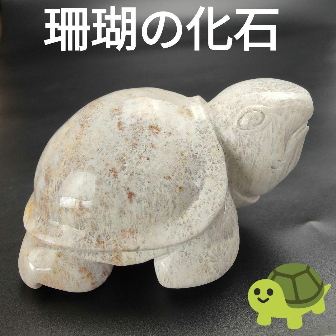 2 サンゴの化石　亀　(大)　天然石　 菊目石　珊瑚　コラール　縁起物　魔除け