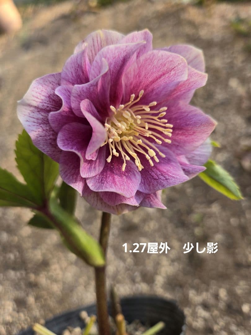 元親株　エクリプス　充実株　加藤農園　クリスマスローズ　未株分