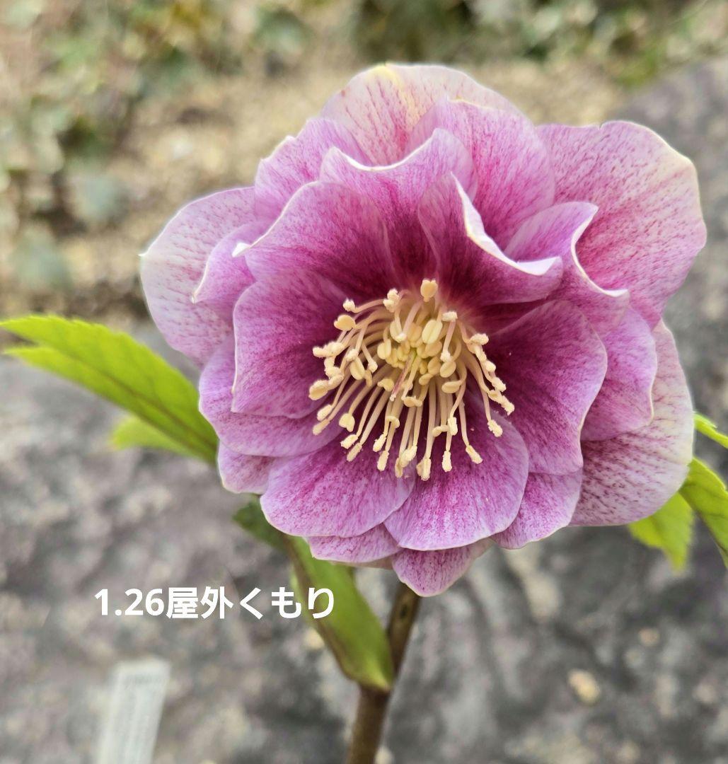 元親株　エクリプス　充実株　加藤農園　クリスマスローズ　未株分