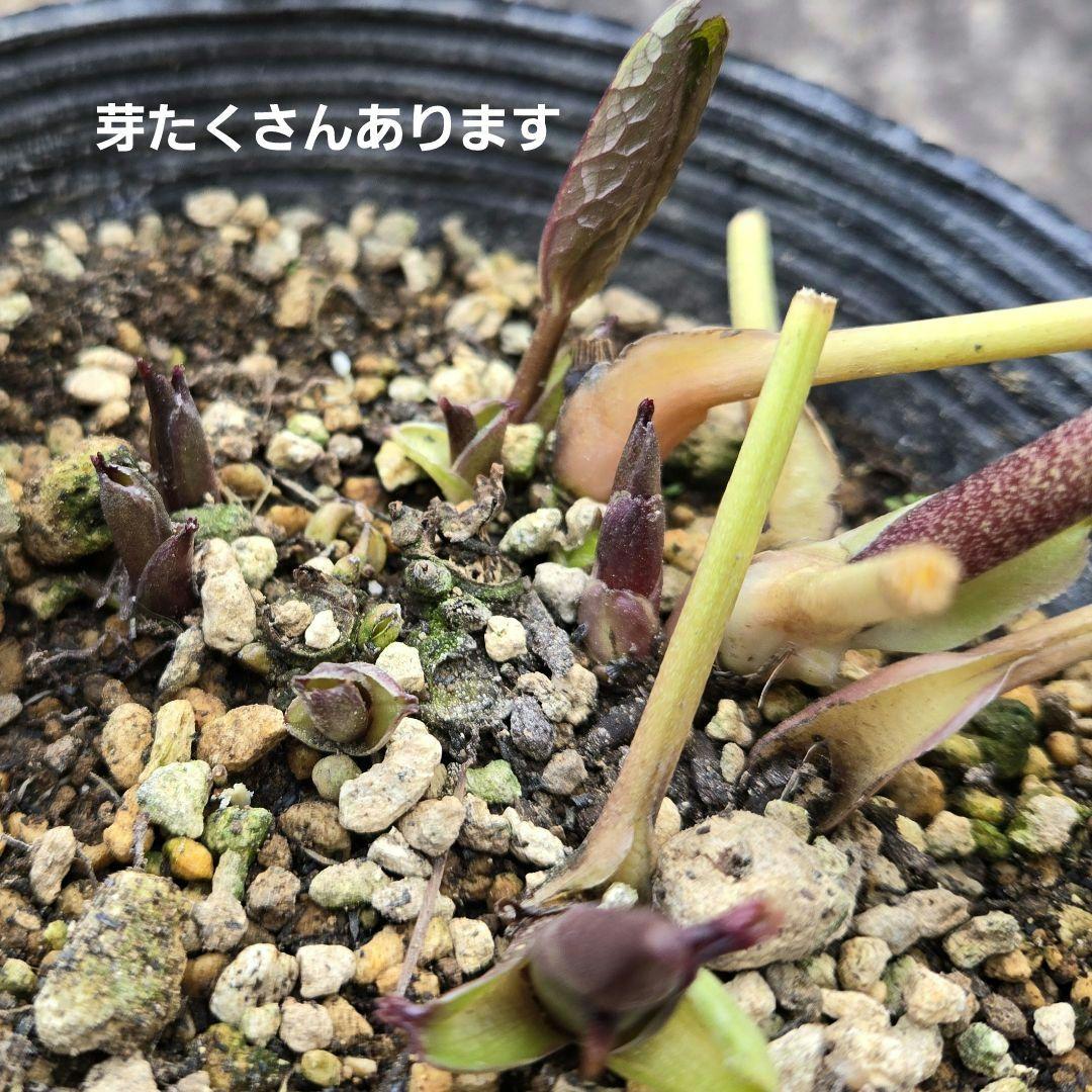 元親株　エクリプス　充実株　加藤農園　クリスマスローズ　未株分