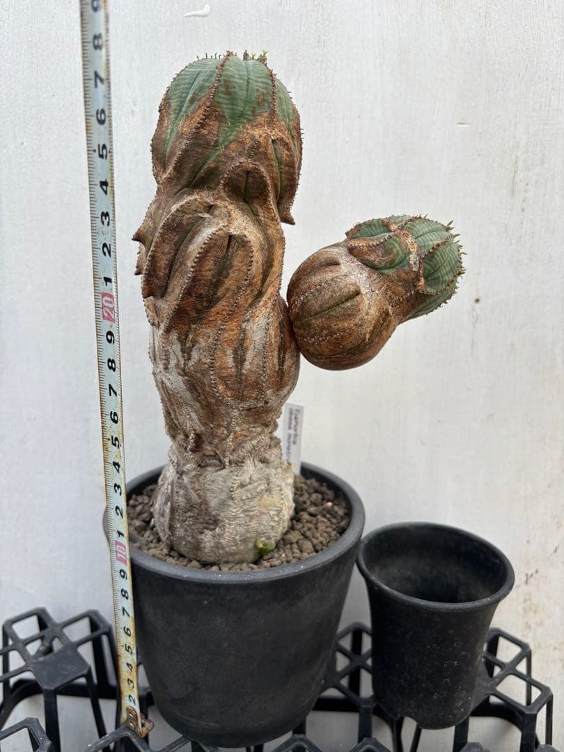 ユーフォルビア　オベサ　ベビ付き　モンスト　特大　実生